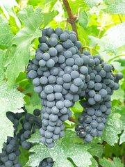 grape-wine-red