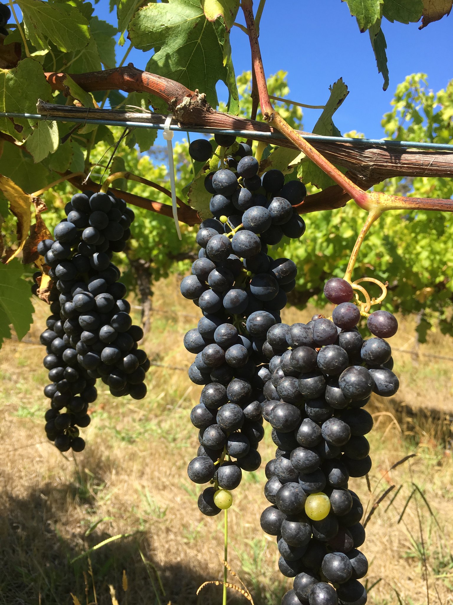 shiraz_grapes